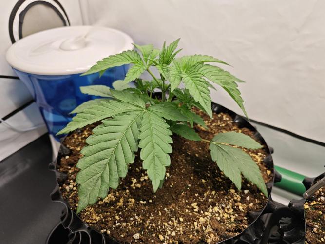 Biscotti Gelato AC Infinity AI+. Week 2 - Den 16 levá před topem
