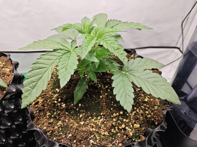 Biscotti Gelato AC Infinity AI+. Week 2 - Den 16 pravá před topem