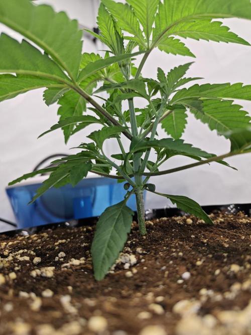 Biscotti Gelato AC Infinity AI+. Week 2 - Den 16 levá před topem