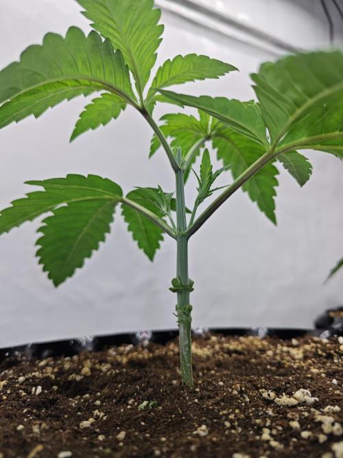 Biscotti Gelato AC Infinity AI+. Week 2 - Den 16 levá po topu