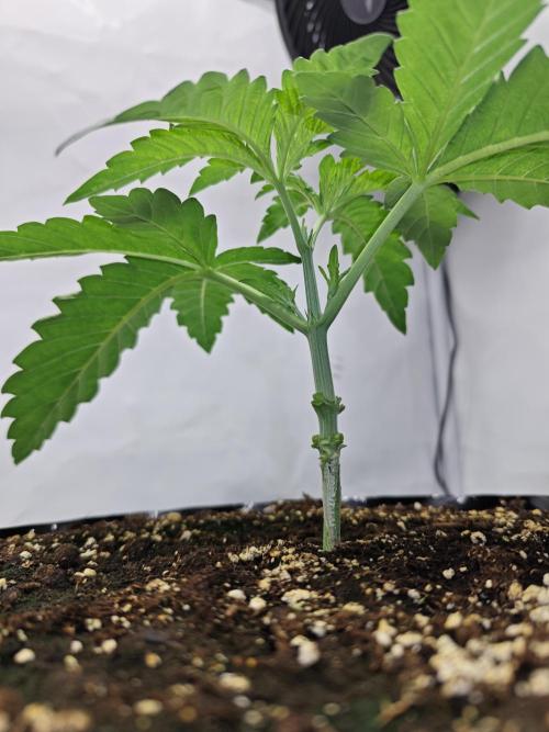 Biscotti Gelato AC Infinity AI+. Week 2 - Den 16 pravá po topu