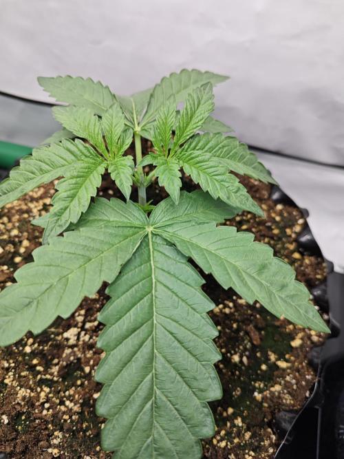 Biscotti Gelato AC Infinity AI+. Week 2 - Den 16 pravá po topu