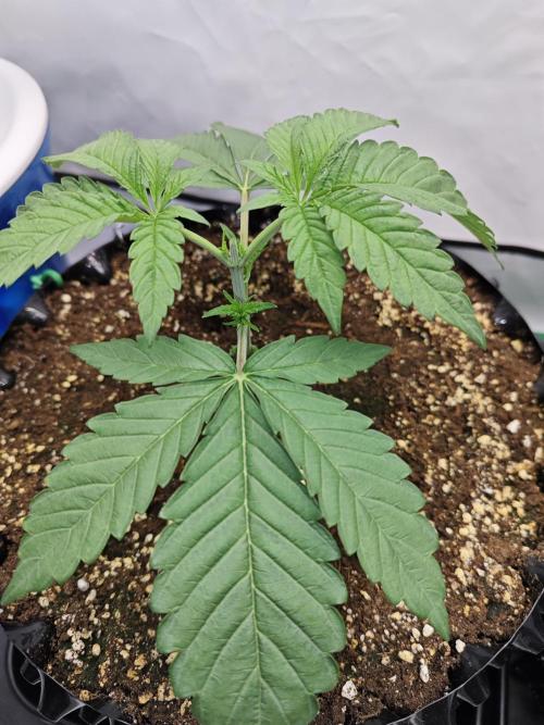 Biscotti Gelato AC Infinity AI+. Week 2 - Den 16 levá po topu