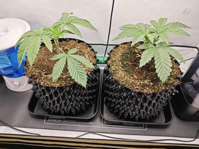 Biscotti Gelato AC Infinity AI+. Week 2 - Den 19