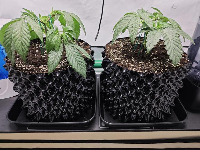 Biscotti Gelato AC Infinity AI+. Week 2 - Den 20 první ohýbání  