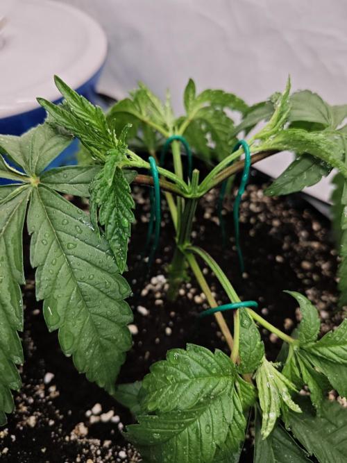 Biscotti Gelato AC Infinity AI+. Week 2 - Den 20 levá první ohýbání  
