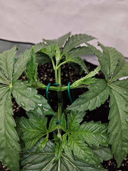 Biscotti Gelato AC Infinity AI+. Week 2 - Den 20 pravá první ohýbání  