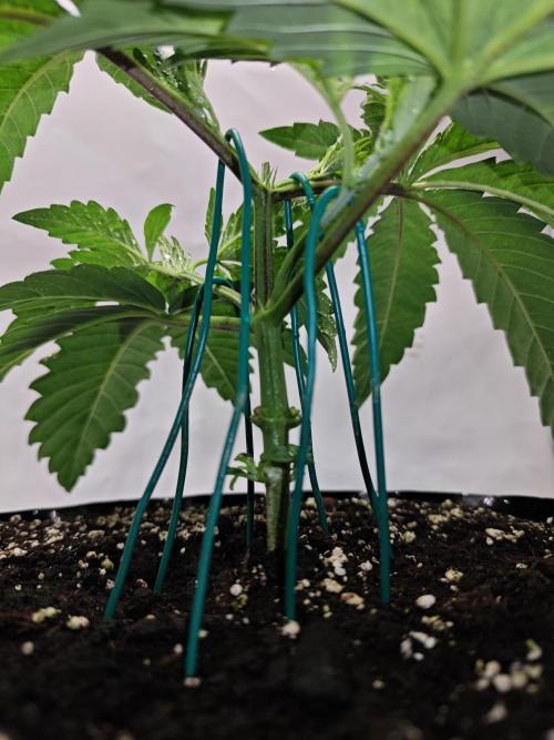 Biscotti Gelato AC Infinity AI+. Week 2 - Den 20 pravá první ohýbání  