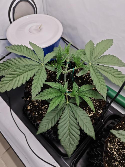 Biscotti Gelato AC Infinity AI+. Week 2 - Den 21 levá brzo ráno druhé ohýbání