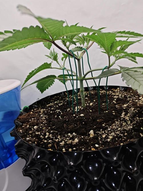 Biscotti Gelato AC Infinity AI+. Week 2 - Den 21 levá brzo ráno druhé ohýbání