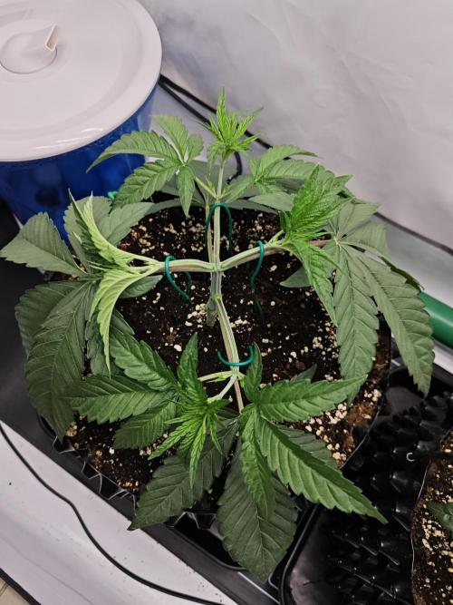 Biscotti Gelato AC Infinity AI+. Week 2 - Den 21 levá odpoledne třetí ohýbání