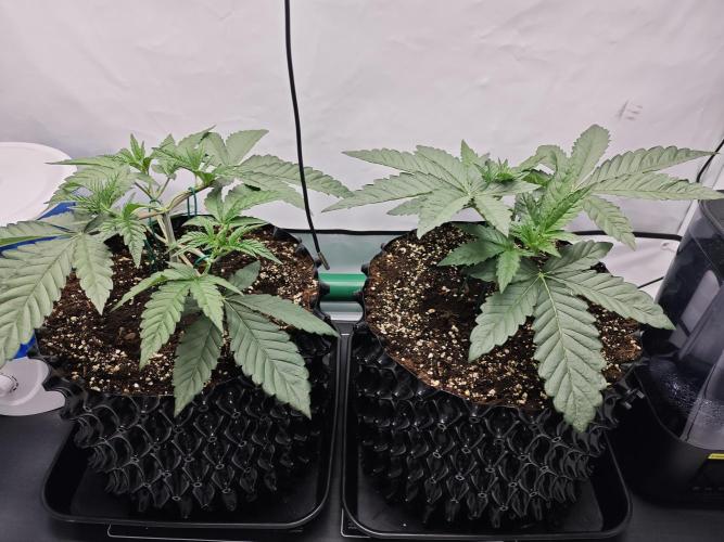Biscotti Gelato AC Infinity AI+. Week 2 - Den 21