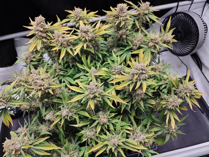 Cherry Cola Auto AC Infinity AI+. Week 11 - Den 94 levá sklizeň