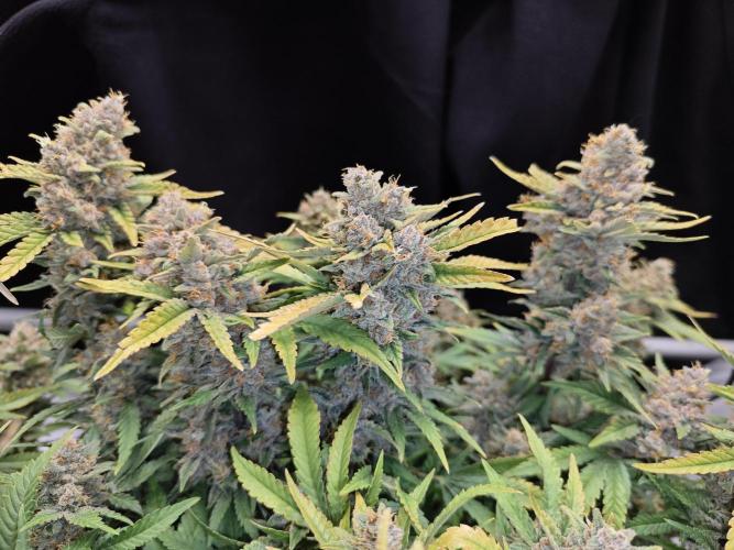 Cherry Cola Auto AC Infinity AI+. Week 11 - Den 94 levá sklizeň