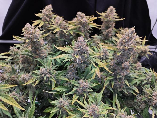 Cherry Cola Auto AC Infinity AI+. Week 11 - Den 94 levá sklizeň