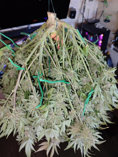 Cherry Cola Auto AC Infinity AI+. Week 11 - Den 94 levá sklizeň