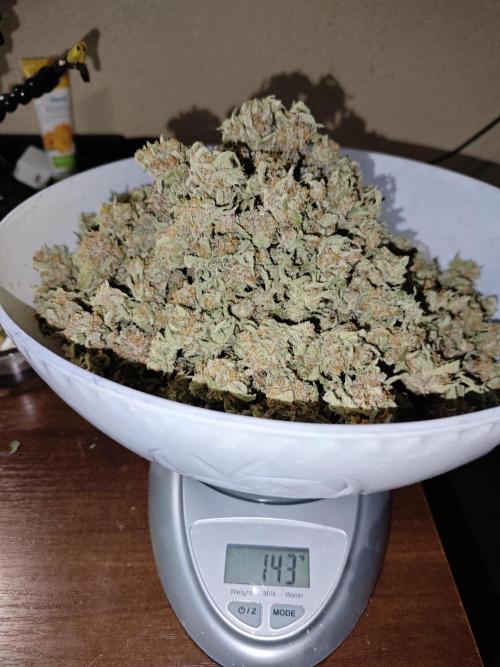 Cherry Cola Auto AC Infinity AI+. Week 11 - pravá :)
