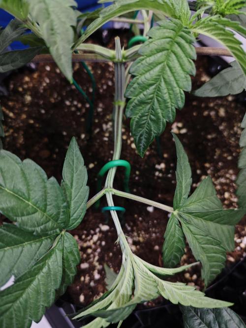 Biscotti Gelato AC Infinity AI+. Week 3 - Den 22 levá