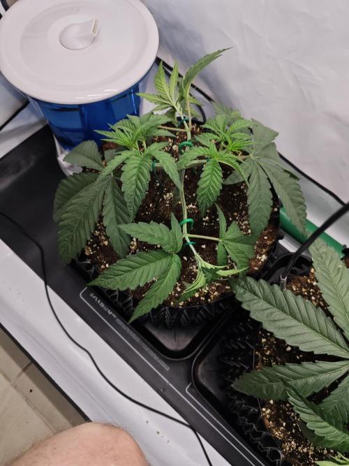 Biscotti Gelato AC Infinity AI+. Week 3 - Den 22 levá