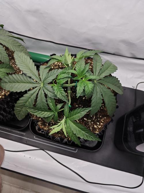 Biscotti Gelato AC Infinity AI+. Week 3 - Den 22 pravá