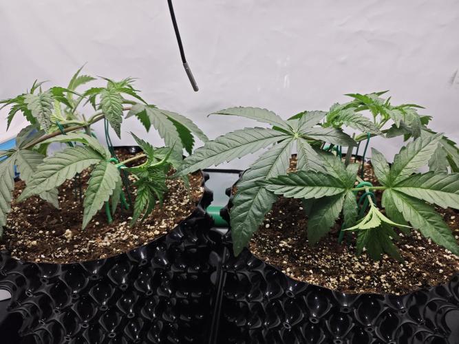Biscotti Gelato AC Infinity AI+. Week 3 - Den 22 