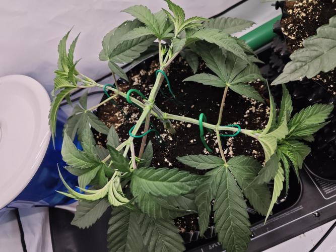 Biscotti Gelato AC Infinity AI+. Week 3 - Den 24 levá