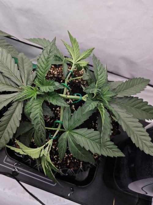 Biscotti Gelato AC Infinity AI+. Week 3 - Den 24 pravá