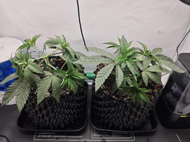 Biscotti Gelato AC Infinity AI+. Week 3 - Den 24
