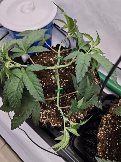 Biscotti Gelato AC Infinity AI+. Week 3 - Den 25 levá topnutí spodku