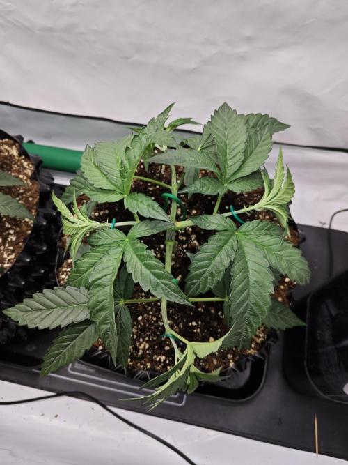 Biscotti Gelato AC Infinity AI+. Week 3 - Den 25 pravá topnutí spodku