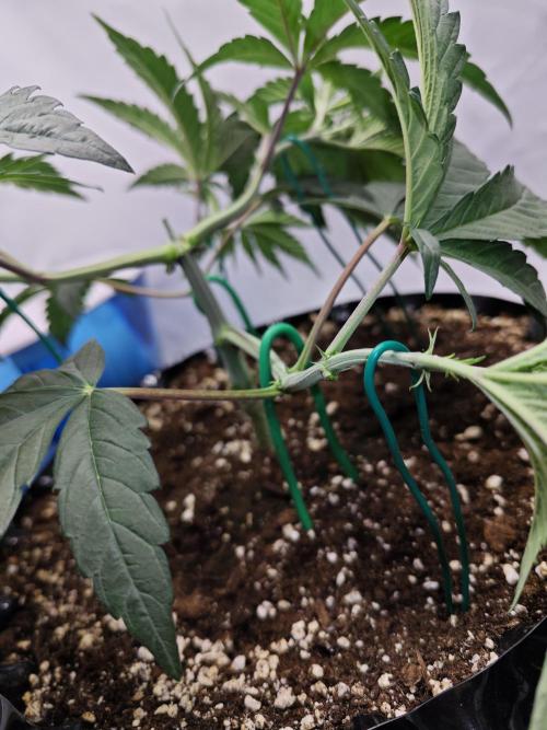 Biscotti Gelato AC Infinity AI+. Week 3 - Den 25 levá topnutí spodku