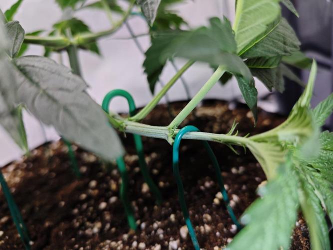 Biscotti Gelato AC Infinity AI+. Week 3 - Den 25 pravá topnutí spodku