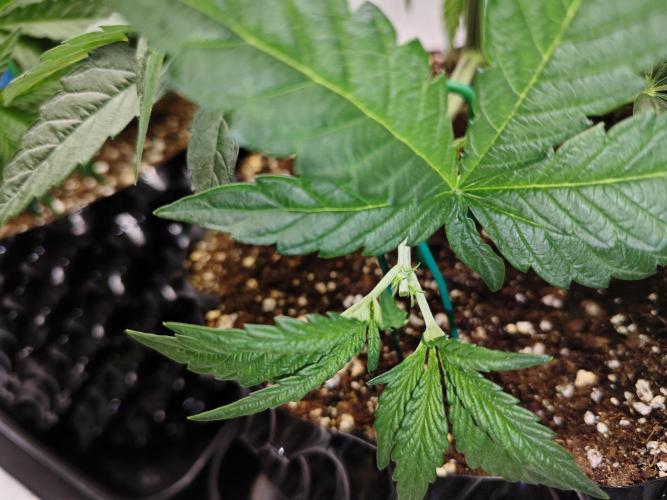 Biscotti Gelato AC Infinity AI+. Week 3 - Den 25 pravá topnutí spodku