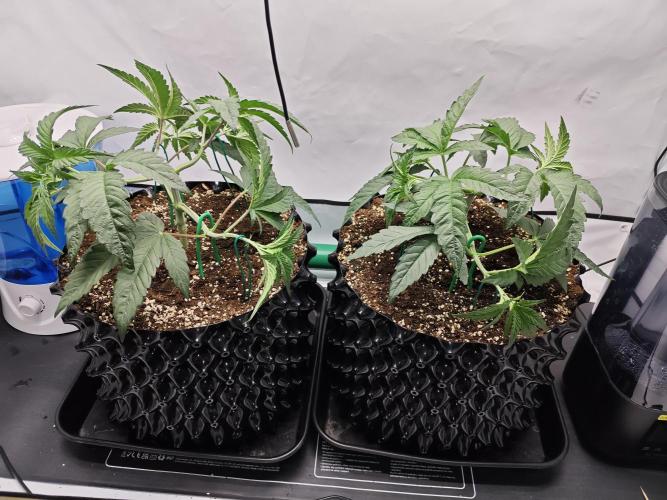 Biscotti Gelato AC Infinity AI+. Week 3 - Den 25 