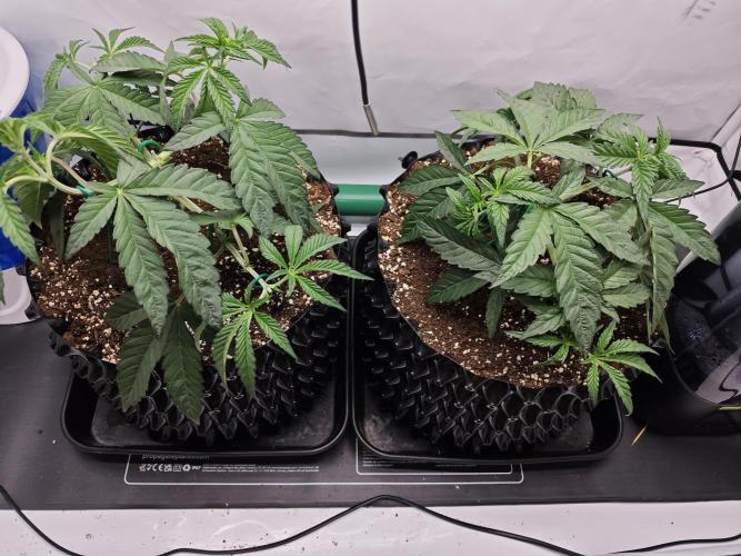 Biscotti Gelato AC Infinity AI+. Week 3 - Den 26