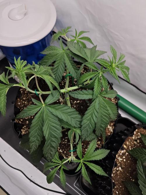 Biscotti Gelato AC Infinity AI+. Week 3 - Den 26 levá