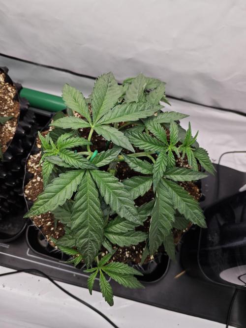 Biscotti Gelato AC Infinity AI+. Week 3 - Den 26 pravá