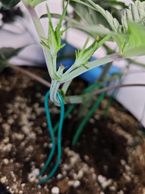 Biscotti Gelato AC Infinity AI+. Week 3 - Den 27 levá snad to nejsou vajca