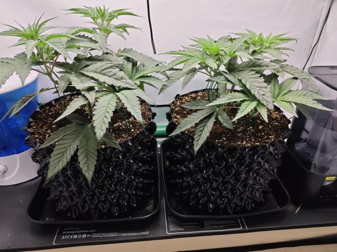 Biscotti Gelato AC Infinity AI+. Week 3 - Den 28 