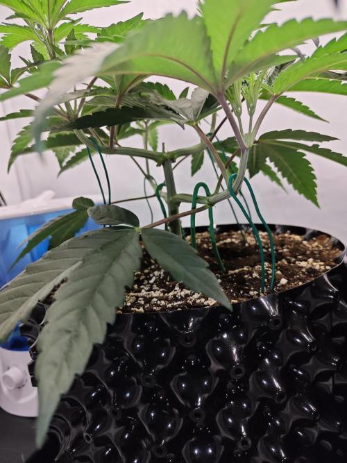 Biscotti Gelato AC Infinity AI+. Week 3 - Den 28 levá