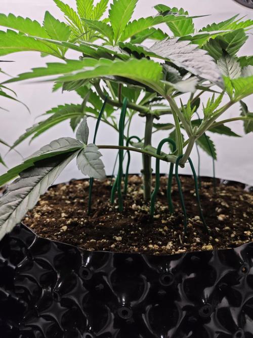 Biscotti Gelato AC Infinity AI+. Week 3 - Den 28 pravá