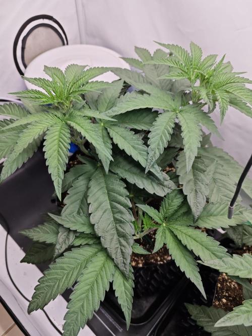 Biscotti Gelato AC Infinity AI+. Week 3 - Den 28 levá