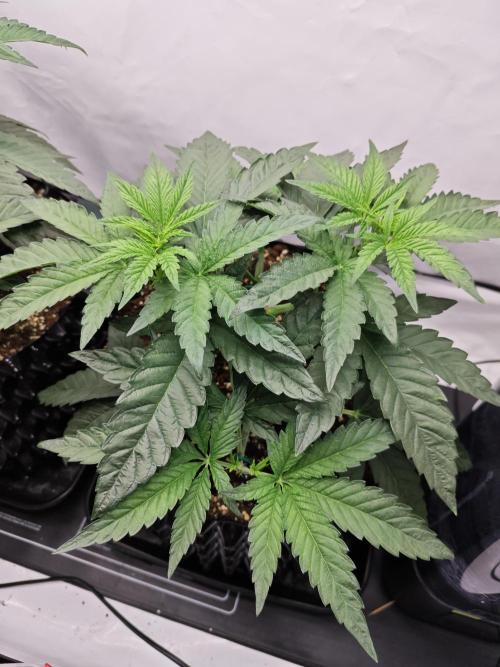 Biscotti Gelato AC Infinity AI+. Week 3 - Den 28 pravá