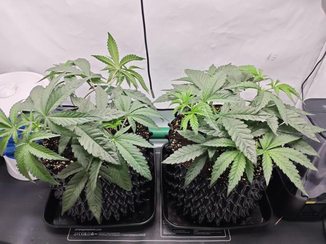 Biscotti Gelato AC Infinity AI+. Week 4 - Den 29 topnutí vrchního patra