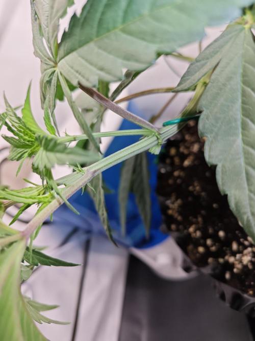 Biscotti Gelato AC Infinity AI+. Week 4 - Den 29 levá topnutí vrchního patra