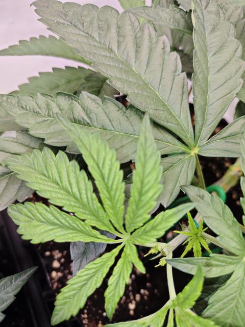 Biscotti Gelato AC Infinity AI+. Week 4 - Den 29 pravá topnutí vrchního patra