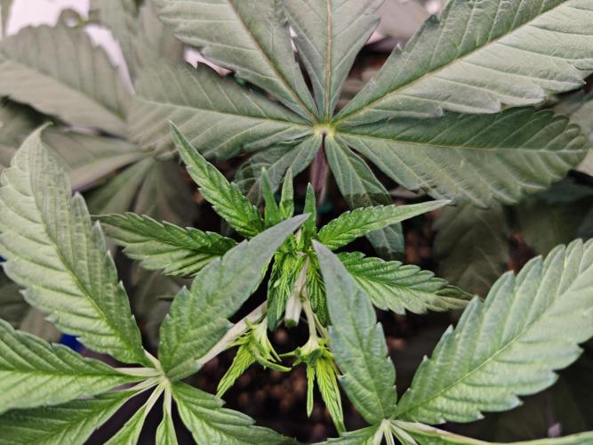 Biscotti Gelato AC Infinity AI+. Week 4 - Den 29 levá topnutí vrchního patra