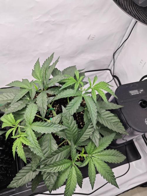 Biscotti Gelato AC Infinity AI+. Week 4 - Den 29 pravá topnutí vrchního patra