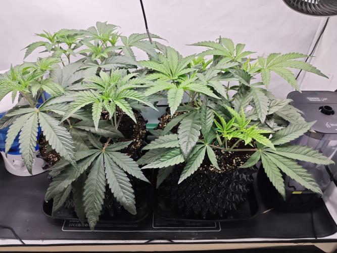 Biscotti Gelato AC Infinity AI+. Week 4 - Den 32