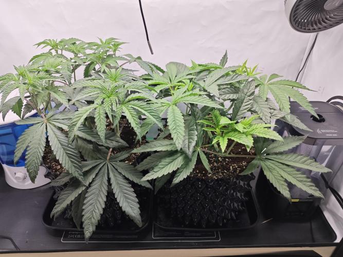 Biscotti Gelato AC Infinity AI+. Week 4 - Den 33